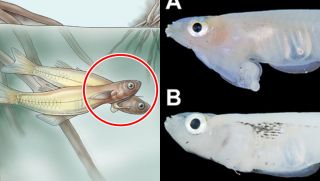 Loài cá hiếm chỉ có ở Việt Nam, top tiến hóa dị nhất trên thế giới: Có cơ quan sinh sản ở trên đầu 