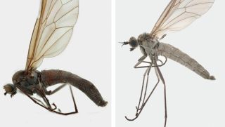 Vén màn bí ẩn con ruồi không biết bay, hình dáng quái dị khiến giới khoa học choáng váng