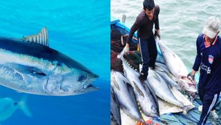Loại cá biển giúp Việt Nam kiếm 87 triệu Đô trong 8 tháng 2023, cắn một miếng ngập tràn thớ thịt