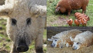 Loài lợn dị hợm nhất thế giới: Từng suýt tuyệt chủng nay hồi sinh kỳ diệu, là ‘quốc bảo' của Hungary
