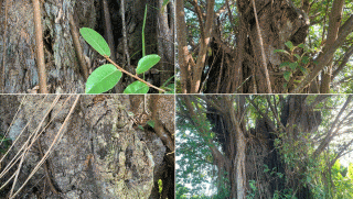 Nguyên nhân thực sự khiến cây đa 600 tuổi ở Thái Bình - cây di sản Việt Nam bị chết đứng nhiều năm