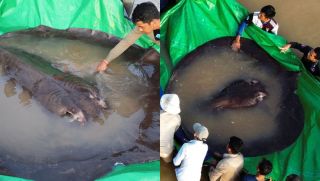 Lộ diện ‘thủy quái’ sông Mê Kông lập kỷ lục Guinness: Nặng tới 300 kg, hình dáng đáng sợ