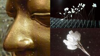 Bí ẩn ‘hoa Phật’ 3000 năm mới nở 1 lần mọc đầy ở Việt Nam: Cả thế giới sốt sắng, sự thật mới ngã ngửa