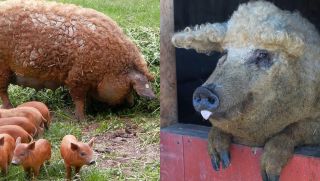 Loài lợn siêu hiếm nhất thế giới: Từng suýt bị tuyệt chủng, thịt mềm ngon ngang bò Kobe Nhật Bản