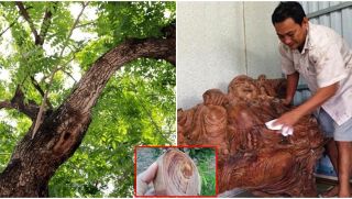 Người đàn ông Cà Mau đào được nửa tấn gỗ quý nhất Việt Nam, 'vứt xó' 2 năm, đại gia trả tiền tỷ không bán