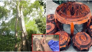 Người đàn ông từng đào được cây gỗ quý bậc nhất Việt Nam: Được ngã giá 350 triệu lúc đó, thức trắng đêm để bảo vệ