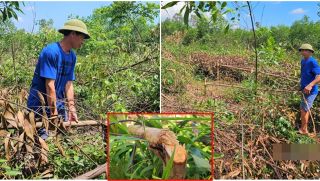 Lão nông ở Nghệ An đau đớn khi khu rừng hơn 3.000 cây gỗ bị kẻ xấu chặt phá, phun hóa chất chết khô
