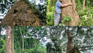 Hộ dân ở Hà Tĩnh có 300 gốc cây cổ thụ thuộc loại gỗ quý hiếm ở Việt Nam: Luôn từ chối bán dù được trả giá hàng tỷ đồng