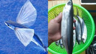 Việt Nam có loài cá 'thần tiên' biết bay như chim, đặc sản nổi tiếng ở vùng biển Đà Nẵng, Quảng Nam