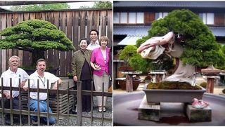 Những cây bonsai cổ thụ ‘sống thọ’ nhất thế giới: Cây ở Nhật bị đánh bom không chết, siêu cây vô giá