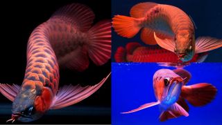 Việt Nam có loài cá cảnh đắt đỏ bậc nhất thế giới, nằm trong Sách đỏ, nghiêm cấm mua bán và săn bắt