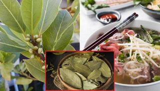Loại lá dùng để nấu phở Việt Nam bán rẻ nhưng ờ nước ngoài được săn lùng với giá gấp đôi