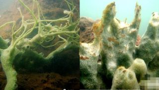 Sinh vật kỳ bí ẩn dấu dưới đáy biển sâu của Việt Nam khiến giới khoa học sửng sốt khi phát hiện ra