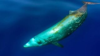 Không phải cá nhà táng, đây mới là loài cá lặn sâu nhất thế giới, 'ẵm' luôn kỷ lục lặn lâu nhất 2020