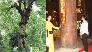 Bí ẩn 'cây lim hiến thân' 600 tuổi đứng cạnh long sàng của vua Lê: Loạt chi tiết trùng hợp đến khó tin!