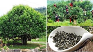 ‘Cây chè tổ’ 400 tuổi nằm trên độ cao 1.400m: Được nuôi bằng tinh túy đất trời, là cây di sản Việt Nam