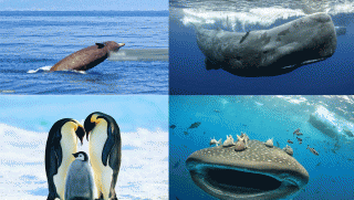 Top 5 động vật lặn sâu nhất thế giới: Loài lặn ở độ sâu lớn nhất đạt gần 3.000m trong gần 4 tiếng