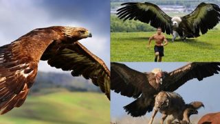 Loài chim có kích thước khủng nhất loài người biết đến: Lớn hơn cả máy bay, sống gần 100 năm