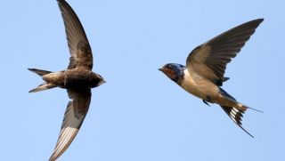 Loài chim duy nhất trên thế giới dành gần 99% cuộc đời để bay trên không trung