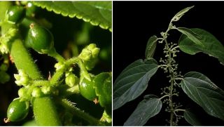 Phát hiện 1 hợp chất có trong cây cần sa ở 1 loài thực vật khác, chưa từng được công bố