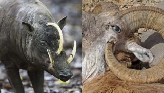3 loài động vật kỳ lạ nhất hành tinh, đi ngược với thuyết tiến hóa: Tự kết liễu bản thân bằng cách không ai ngờ !