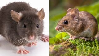 Chuyện lạ có thật: Loài chuột cũng biết tưởng tượng giống hệt con người, giới khoa học nói gì về điều này?