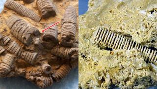Sự thật về chiếc 'đinh ốc vít' 300 triệu năm được tìm thấy:  Hé lộ bí mật về đỉnh cao thời tiền sử!