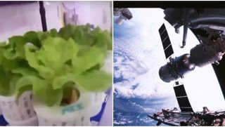 Trung Quốc trồng thành công rau diếp và cà chua trên trạm vũ trụ Thiên Cung