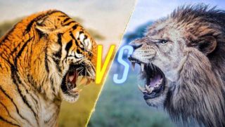 Đâu là vua của các loài động vật? So sánh sức mạnh giữa hổ và sư tử khi đối kháng!