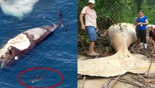 Tiết lộ bí ẩn tàn khốc nhất của thiên nhiên: Lạ lùng nguyên nhân đằng sau các vụ cá voi chết hàng loạt!