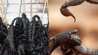 Tại sao bọ cạp là đứng đầu trong ngũ độc, vượt mặt cả loài rắn rết?