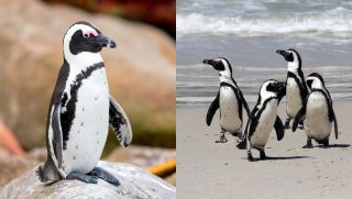 Có thể bạn chưa biết: Chim cánh cụt nhận ra bạn tình bằng cách ghi nhớ đốm chấm
