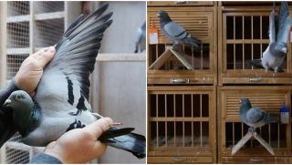 Chú chim bồ câu phá kỷ lục thế giới: Giá bằng 1 căn biệt thự, có vệ sĩ riêng, mới chỉ 2 tuổi