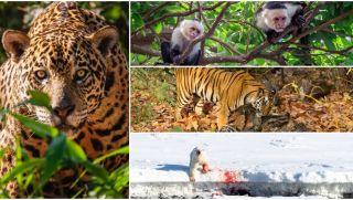 12 loài sinh vật ‘tàn ác’ nhất thế giới, ăn thịt đồng loại để tồn tại