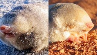 Loài chuột quý hiếm đã biến mất 87 năm xuất hiện trở lại ở Nam Phi: Đi lại mà không cần mắt!