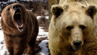 Loài gấu quý hiếm ở Himalaya chỉ còn 500 con: Có thể đá bay Báo tuyết và đè bẹp Sói hoang