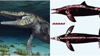 Hóa thạch ‘rồng xanh’ 72 triệu năm tuổi được khai quật ở Nhật Bản, không giống bất kì loài sinh vật nào từng tồn tại