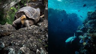 Bí ẩn sau sự sống thọ của loài rùa: Tim lấy ra ngoài vẫn đập tiếp được trong 24h