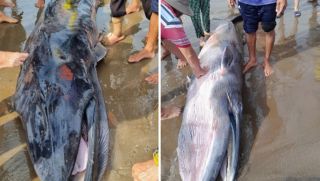 Ngư dân bất ngờ phát hiện cá voi nặng hơn 300kg kiệt sức, trôi dạt vào biển tỉnh Trà Vinh