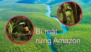Bí mật ‘Lá phổi của Trái đất’ trong rừng rậm Amazon: Một khi biến mất sẽ ‘nguy to’?