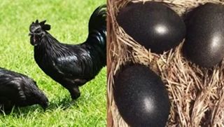 Sững sờ trước quả trứng gà đen sì như cục than, giá tận 1 triệu đồng hiếm có khó tìm nhất thế giới