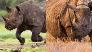 Loài tê giác hiếm nhất thế giới, sừng dài tới 1,5 mét, có thể lật nhào một chiếc ô tô!