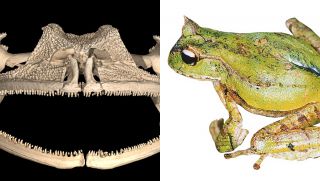 Loài ếch duy nhất trên thế giới có răng hàm, mất tới 200 triệu năm để phát triển bộ phận này