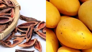 4 loại ‘trái cây’ dễ đánh thức tế bào ung thư, dù thích ăn bao nhiêu cũng nên cắn răng nhịn!