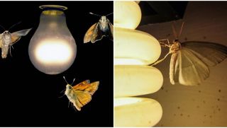 Tại sao bướm đêm và côn trùng bị thu hút bởi ánh sáng?