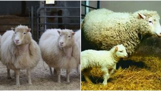 Tiết lộ số phận bi thảm của cừu Dolly, tại sao ngày nay nhân bản ít được nhắc đến?