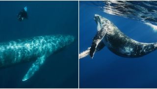 Phát hiện gây 'sốc': Cá voi xanh khổng lồ đã giao phối với cá voi vây, tạo ra con lai bất thường
