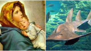 Sinh con đồng trinh là gì? Tại sao cá đuối có thể sinh con mà không cần giao phối?