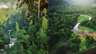 Rừng nhiệt đới Amazon có thể phải đối mặt với “sự sụp đổ quy mô lớn” ngay sau năm 2050
