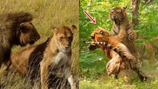 Tại sao Sư Tử và Hổ lại chỉ giao phối trong 30 giây? Lý do liên quan đến tiến hóa!
